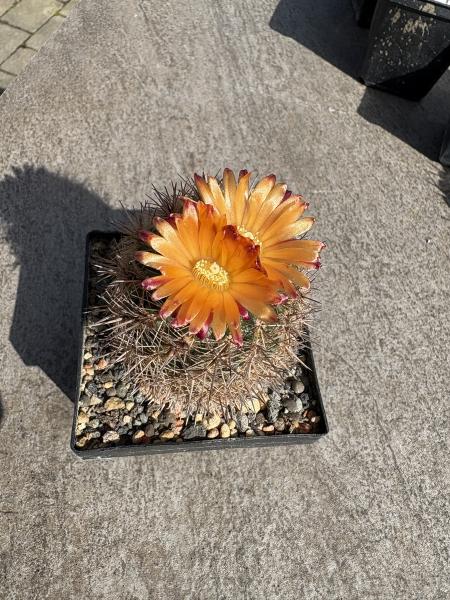 Parodia spec. orange